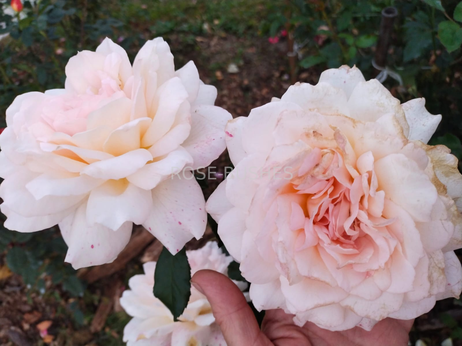 ������ �����. Chandos Beauty. (��)